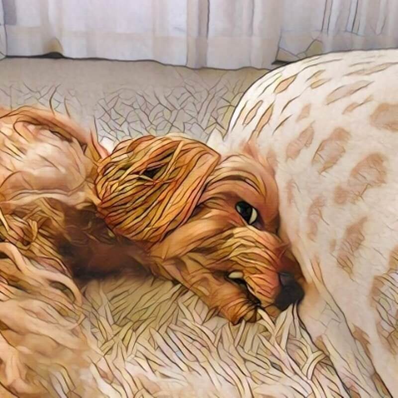 正確悪そうな犬