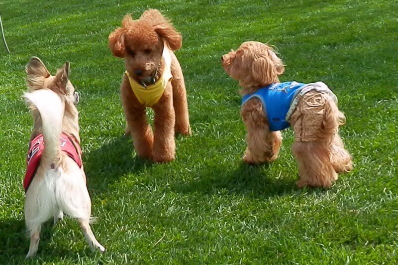 犬に話しかけるすばる