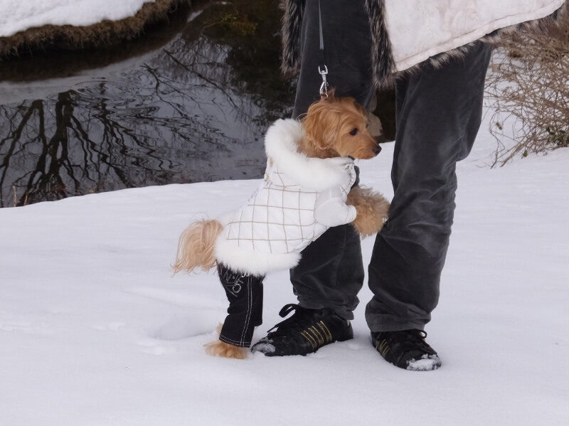 もう帰りたい犬