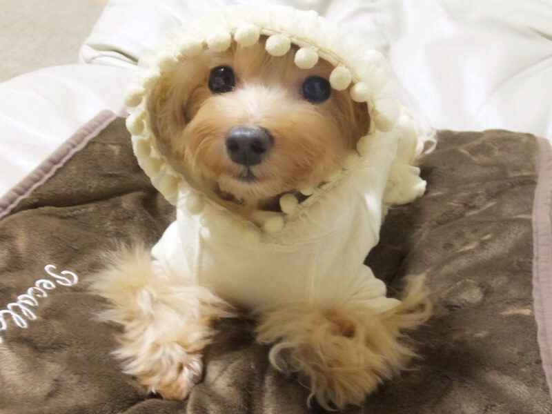 冬服コーデの犬