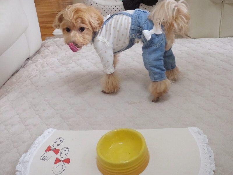 完食した犬